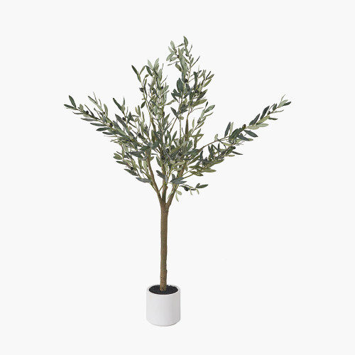 Medium Olive Tree in Pot