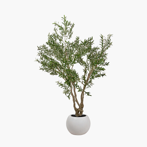 Extra Large Olive Tree in Pot