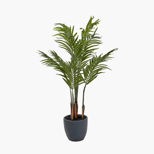 Areca Palm Plant in Pot