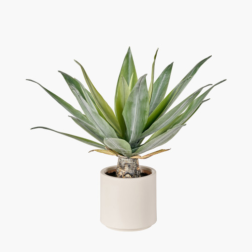 Agave Plant in Pot