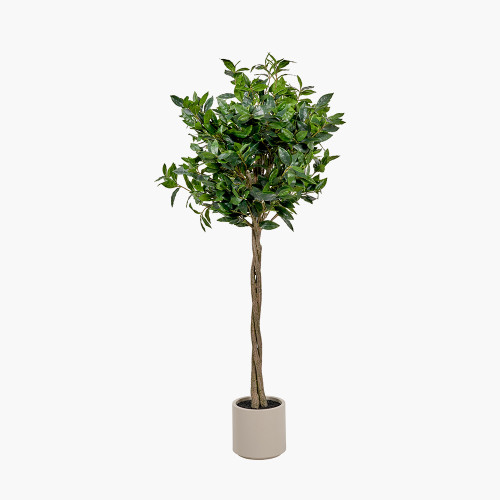 Medium Bay Tree in Pot