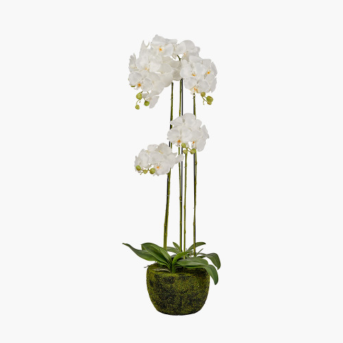 Tall White Orchid in Moss Pot