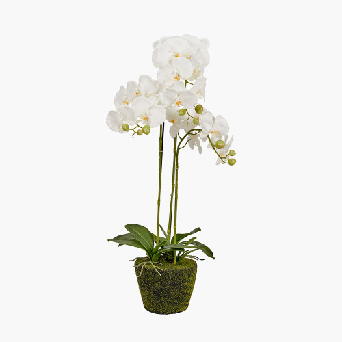 Medium White Orchid in Moss Pot