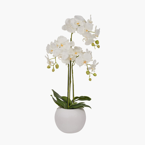 Medium White Orchid in Pot