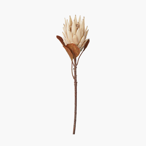 Natural Apricot Protea Pack of 6