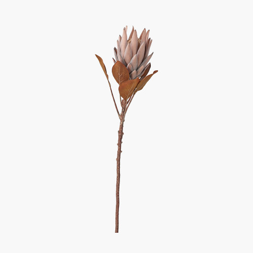 Mulberry Brown Protea Pack of 6