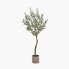 Large Olive Tree in Pot