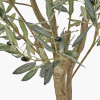 Large Olive Tree in Pot