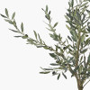 Medium Olive Tree in Pot