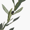 Medium Olive Tree in Pot