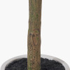 Medium Olive Tree in Pot