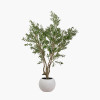 Extra Large Olive Tree in Pot