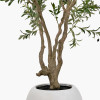 Extra Large Olive Tree in Pot