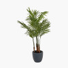 Areca Palm Plant in Pot