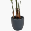 Areca Palm Plant in Pot