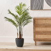 Areca Palm Plant in Pot