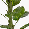 Elephant Ear Plant in Pot