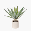 Agave Plant in Pot