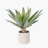 Agave Plant in Pot