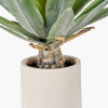 Agave Plant in Pot