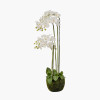 Tall White Orchid in Moss Pot