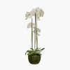 Tall White Orchid in Moss Pot