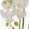 Tall White Orchid in Moss Pot