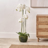 Tall White Orchid in Moss Pot