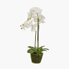 Medium White Orchid in Moss Pot