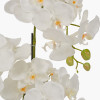 Medium White Orchid in Moss Pot