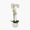 Tall White Orchid in Pot