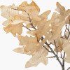 Natural Apricot Maple Leaf Pack of 6