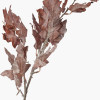 Mulberry Brown Maple Leaf Pack of 6