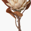 Natural Apricot Protea Pack of 6