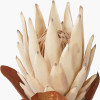 Natural Apricot Protea Pack of 6