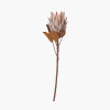 Mulberry Brown Protea Pack of 6