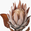 Mulberry Brown Protea Pack of 6