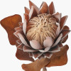 Mulberry Brown Protea Pack of 6