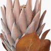 Mulberry Brown Protea Pack of 6