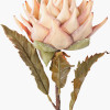 Apricot Lotus Pack of 6