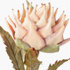 Apricot Lotus Pack of 6