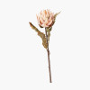 Natural Apricot Dried Flower Bunch