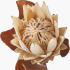 Natural Apricot Dried Flower Bunch