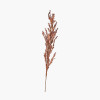 Mulberry Brown Dried Flower Bunch